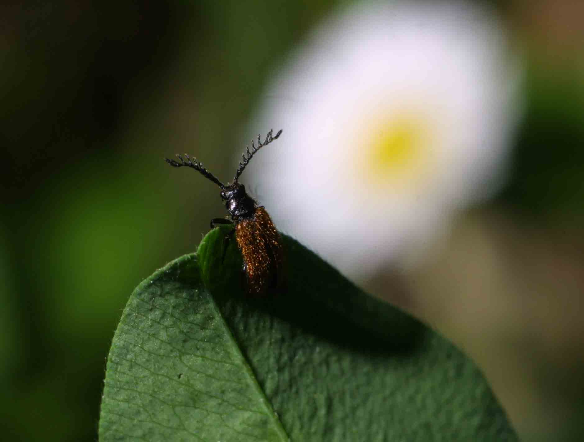 Un piccoletto bellissimo: Drilus flavescens (Col., Drilidae)